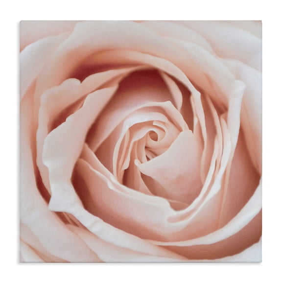 Stupell Industries Glam Pink Close Up Rose Canvas Art, 24 x 24, by LSR Design Studio