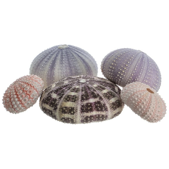 Sea Urchin Collection | 5 Assorted Sea Urchins