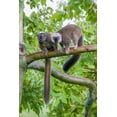 thumbnail image 2 of Richardson, Larry 17x24 Black Ornate Wood Framed with Double Matting Museum Art Print Titled - Arboreal white-fronted brown lemurs take refuge in a tree, 2 of 4