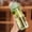 Green, variant on Plastic Water Bottles, Clear Water Bottles, Wide Mouth Water Bottle with Strap, Portable Outdoor Water Bottles, Leakproof Shatterproof, Gym Water Bottles for Men Women
