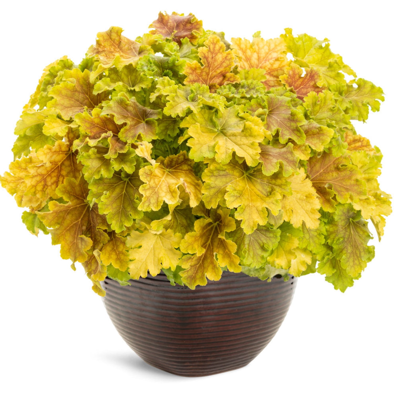 Proven Winners 6" Yellow Dolce 'Apple Twist' Coral Bells Live Plant in 6.5" Pot
