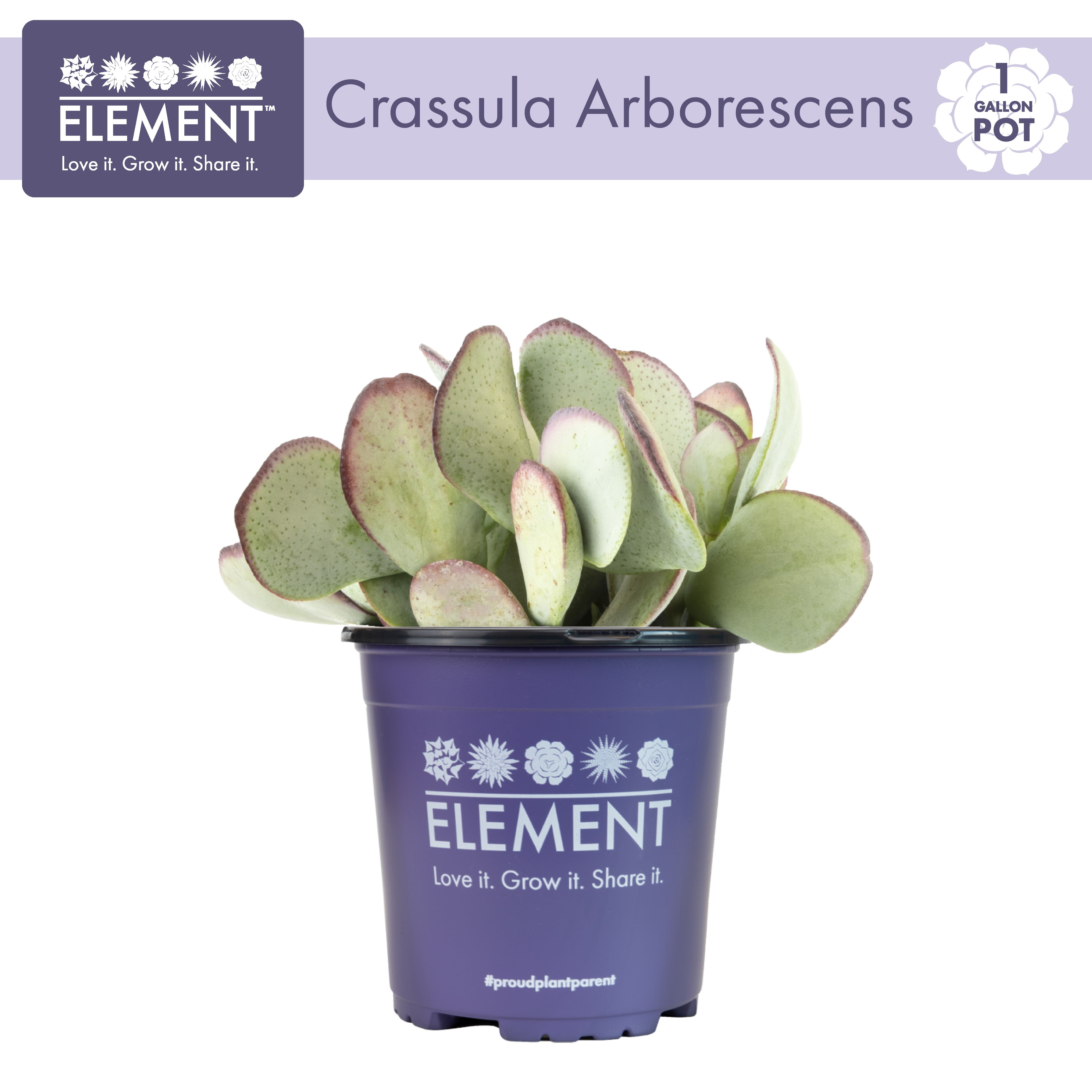 Element by Altman Plants 1Gal Crassula Arborescens Live Plant