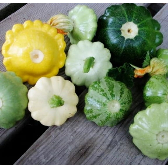Scalloped Summer Squash Seeds for Planting - Mixed Color (10 Seeds)