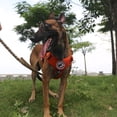 thumbnail image 4 of Arnés táctico para perros ICEFANG, tamaño grande, con hebilla de metal, 4 of 5