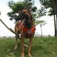 thumbnail image 4 of Arnés táctico para perros ICEFANG, tamaño grande, con hebilla de metal, 4 of 5