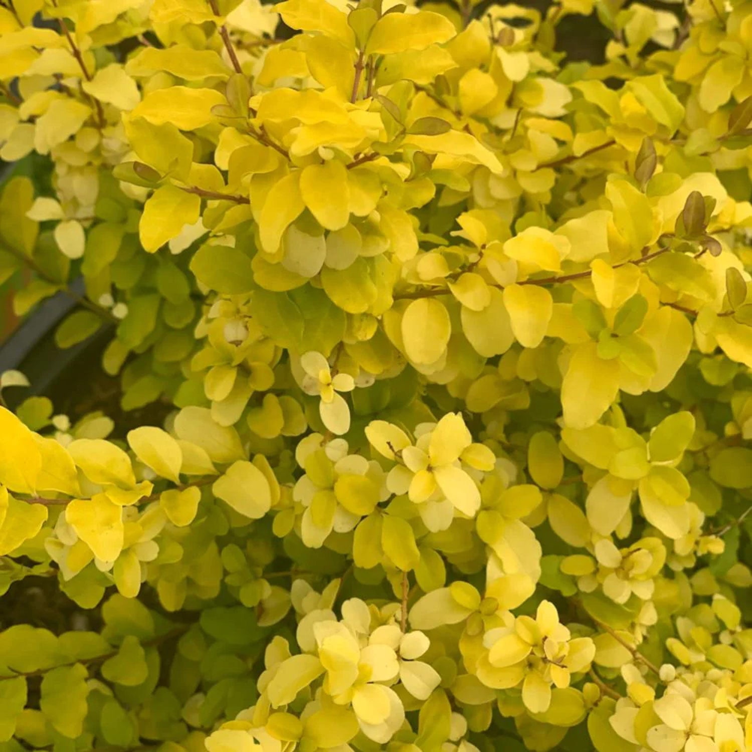 Southern Living Sunshine Ligustrum Live Shrub in 3- Gallon Grower Pot