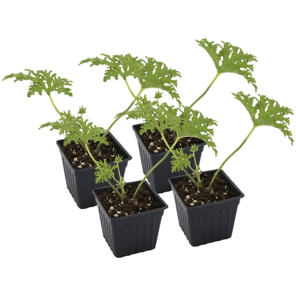 Live Citronella Geranium Plants (4-Pack); Pelargonium Citronella Scented Potted Plants