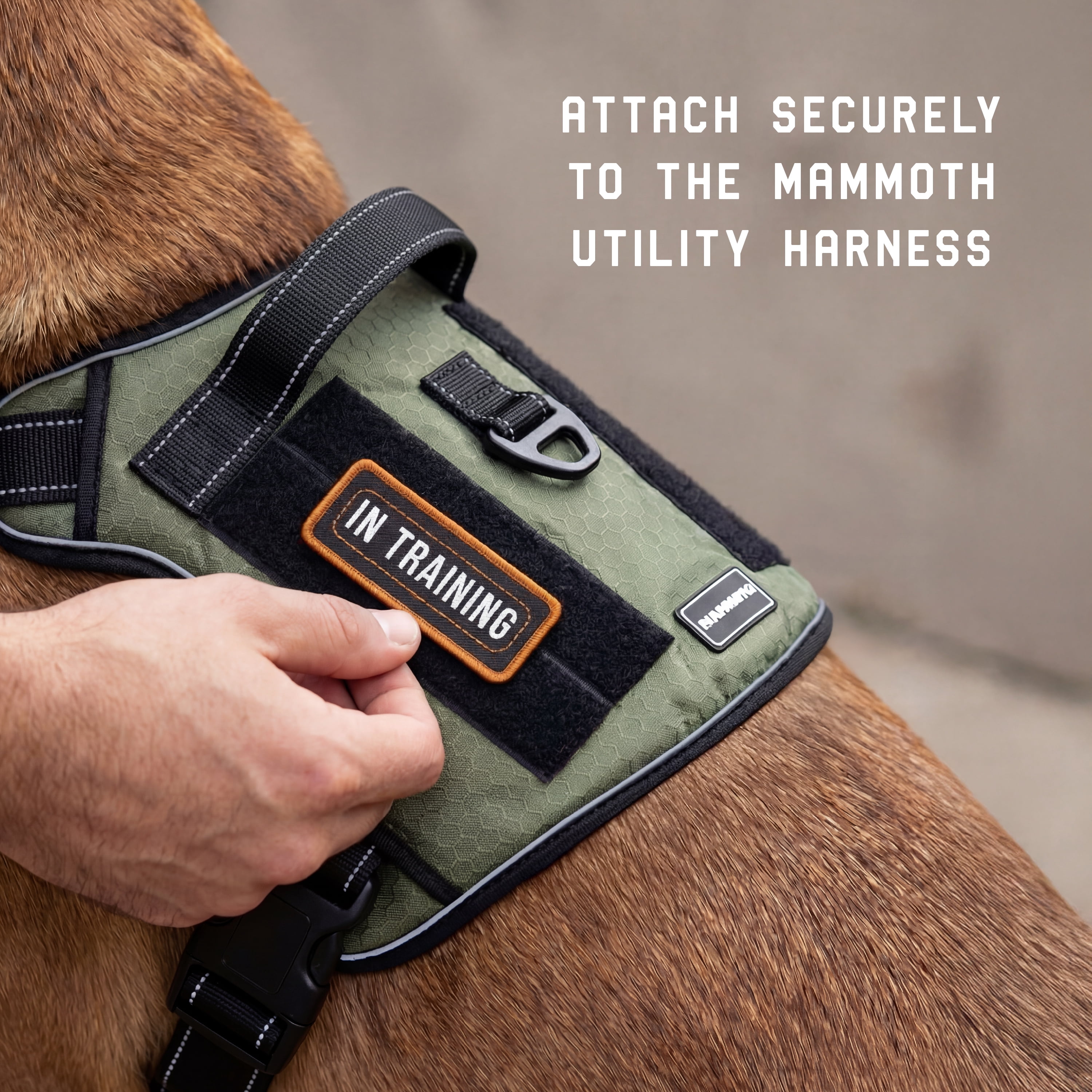 Mammoth Polyester Velcro Utility Dog Harness Patches, Multicolored, 11pk