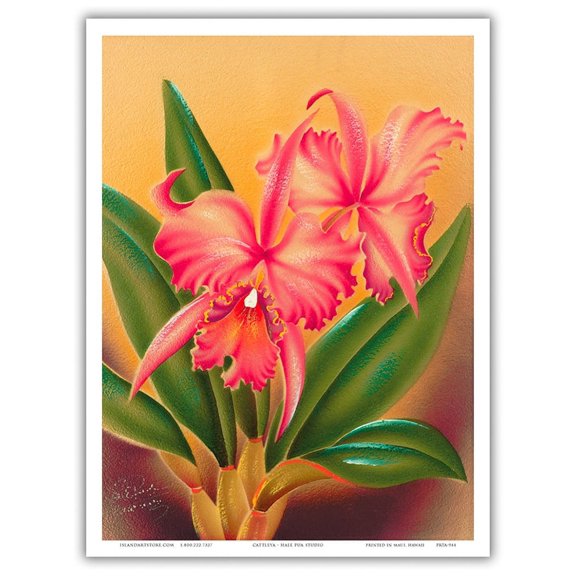 Cattleya Orchid Hawai’i - The Queen of Orchids - Vintage Hawaiian Airbrush Art by Frank Oda (Hale Pua Studio) c.1940s - Master Art Print (Unframed) 9in x 12in