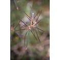 thumbnail image 2 of Talbot Frank, Christopher 13x18 Gold Ornate Wood Framed with Double Matting Museum Art Print Titled - California, Joshua Tree NP Beetle Spurge flowers, 2 of 4