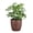 Copper, variant on Live Schefflera Arboricola Plant, Umbrella Tree, Air Purifying 4 inch Diameter Live Plant Grown in USA