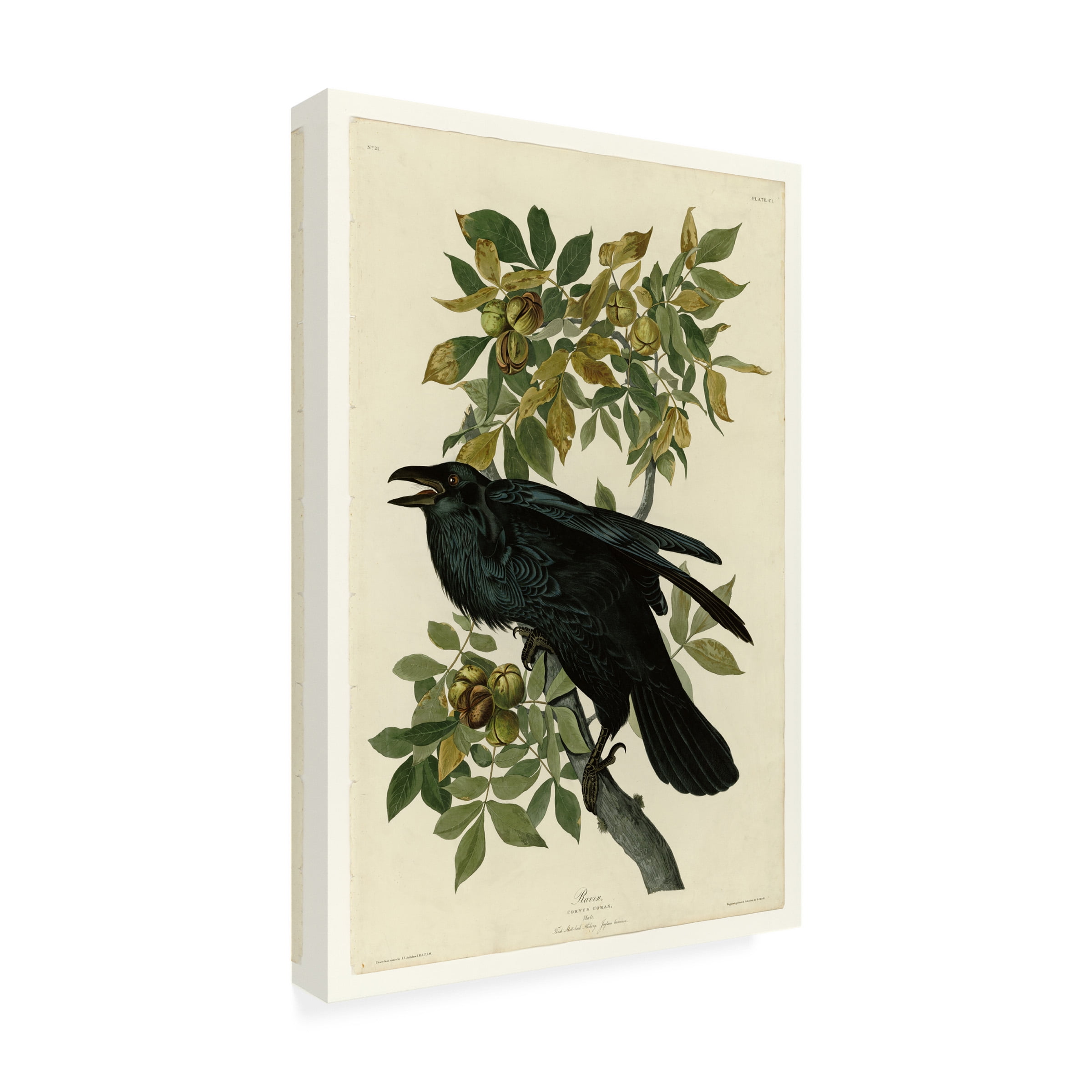 Audubon 'Ravenplate 101' Canvas Art