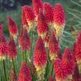 thumbnail image 3 of Proven Winners Outdoor Live Plant Kniphofia 1G, 3 of 4