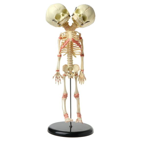 37cm Human Double for Head Baby Skeleton Anatomy Brain Display Study Teach
