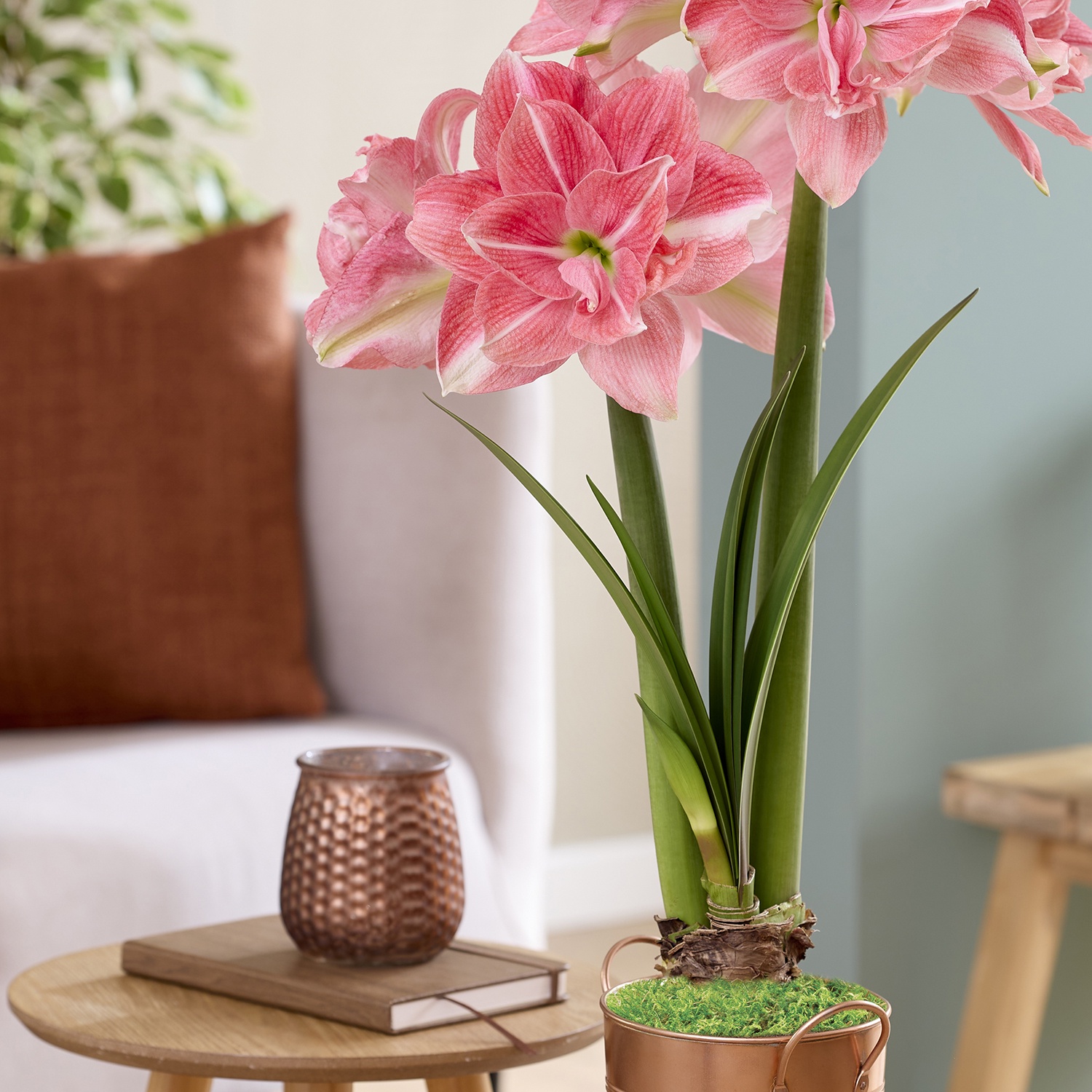 Van Zyverden Fast Track Amaryllis Kit Double Time with Artisan Decorative Planter 1 Bulb Red Partial Sun Perennial Easy to Grow 3 lbs