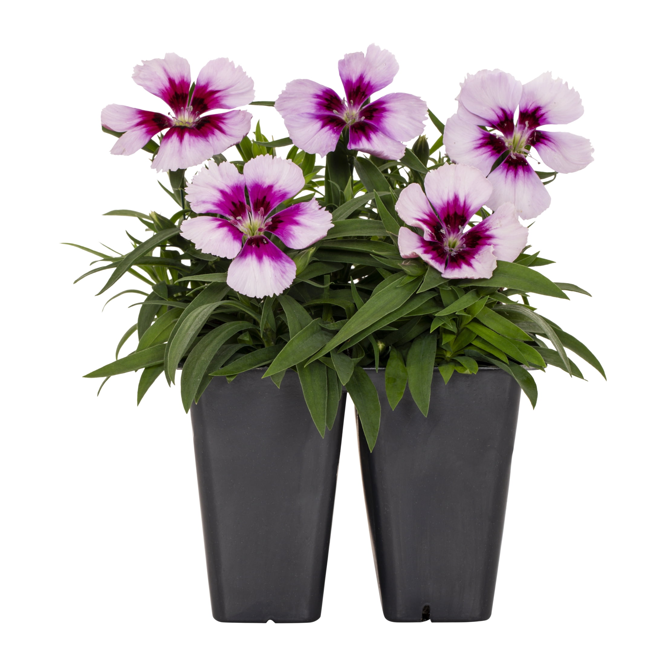 Expert Gardener 4PK Multicolor Dianthus Live Plants with Grower Pack