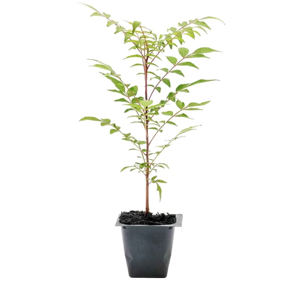 1 Chinese Pistache Tree | Live Sapling in 2.5-inch Nursery Cube | Pistacia Chinensis Variety | Drought-Tolerant Deciduous Shade Canopies | Bursting Colorful Foliage for Home