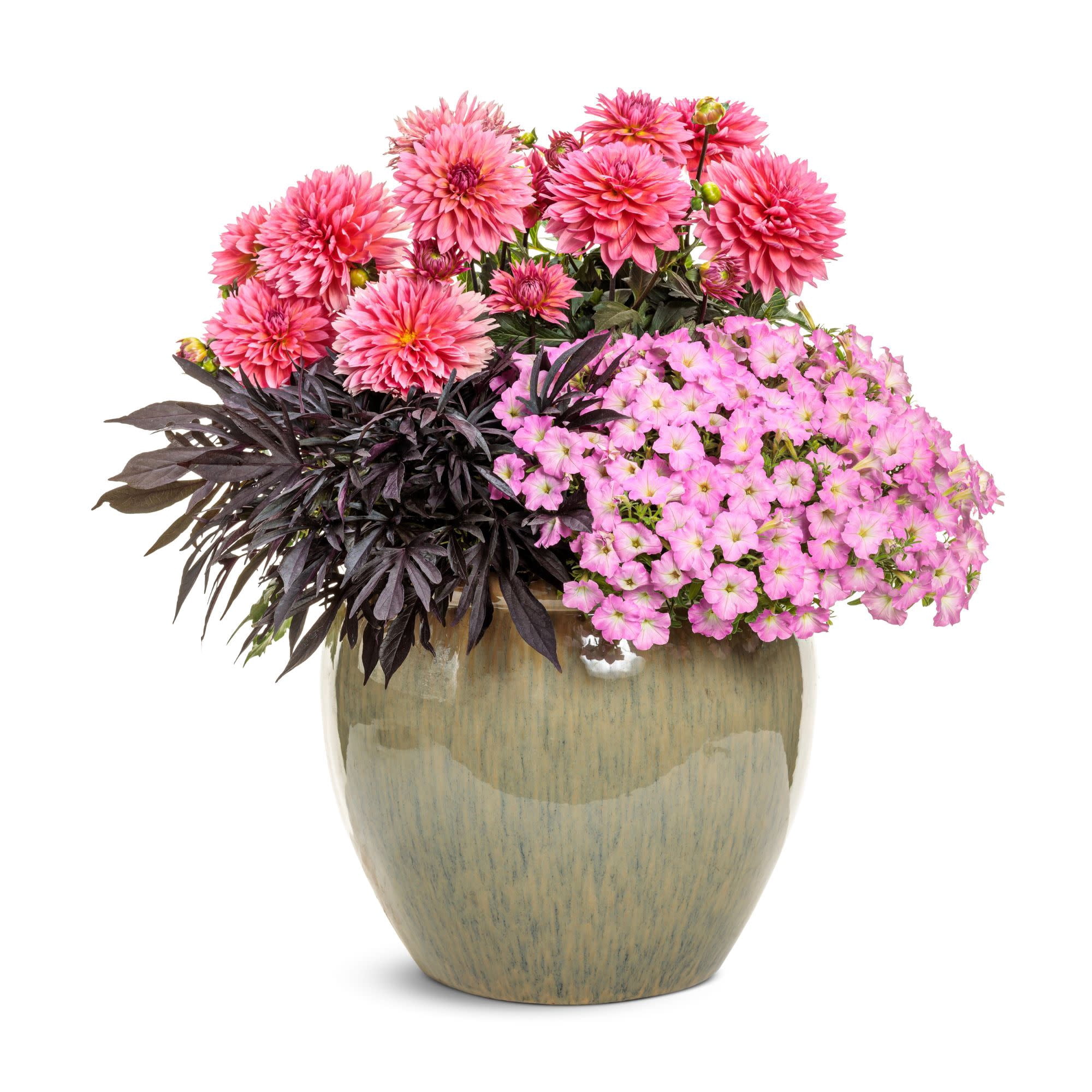 Proven Winners 4" Supertunia Mini Vista Pink Cloud Supertunia Live Plant in 4.25" Pot (4 Count)