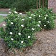 thumbnail image 4 of Gardenia Dwarf Radicans  1 Large Gallon Size Plants  Fragrant Blooming Shrub  Gardenia Jasminoides Cape Jasmine, 4 of 9