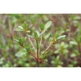 thumbnail image 3 of Berzel, Erin 14x11 Black Modern Framed Museum Art Print Titled - Spring Leaves I, 3 of 5
