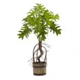 thumbnail image 1 of Plante à Philo Fendue avec Pot à Godets, 1 of 1
