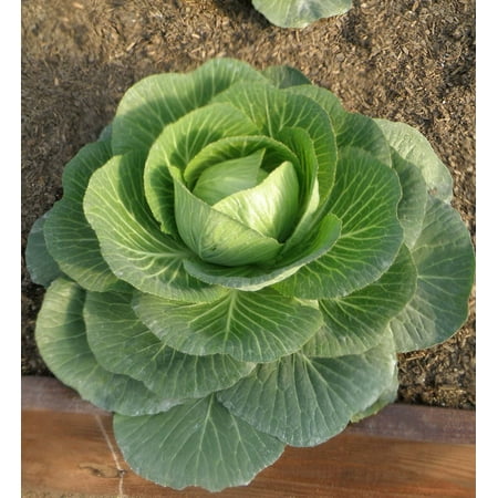 Bonnie Plants Golden Cross Cabbage 6-pack