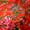 Red Flower A, variant on Exquisite Big Floral Print Cotton Fabric Ideal for Sewing Clothing and Crafts