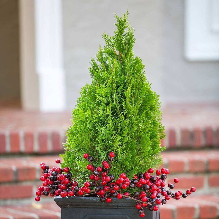 Expert Gardener Emerald Green Arborvitae (2.5 Gallon) Evergreen Thuja Shrub - Full Sun Live Outdoor Plant
