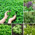 thumbnail image 3 of Pack 4 Mix Herb Live Plants, 4-8" Tall Fragrant Lemon Balm, Rosemary, Basil, Oregano and More Varieties Plants Herbs for Garden, Patio and Kitchen Growing, No Pot, Live Herbs Seedlings, 3 of 6