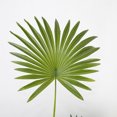 thumbnail image 5 of Artificial californian palm tree in pot - Fanny, 5 of 5
