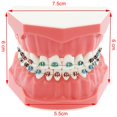 thumbnail image 3 of Dentalmall Typodonts Modelo de demostración de ortodoncia con alambres de metal y soporte Modelo de interpretación de enseñanza aprendizaje para adultos y niños (soporte de metal), 3 of 5