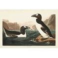 thumbnail image 2 of Audubon, John James 32x23 White Modern Wood Framed Museum Art Print Titled - Pl 341 Great Auk, 2 of 4