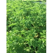3 Citronella Plants in 2.5 Inch Pots . Mosquito Plant/Deodorant Plant/ Citrosa Geranium. Great Mosquito Repellent!