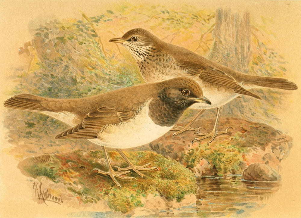 Birds Of The Britis