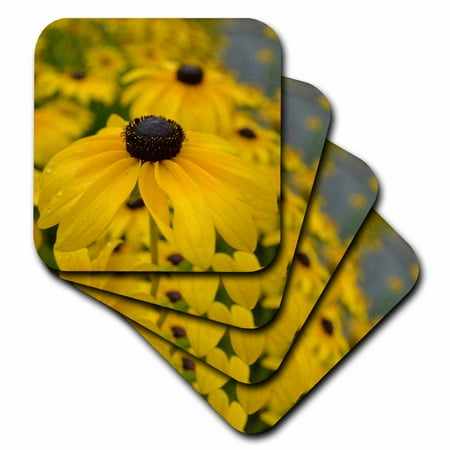 

3dRose Black Eyed Susan Garden of Flowers- Floral Photography Soft Coasters set of 8
