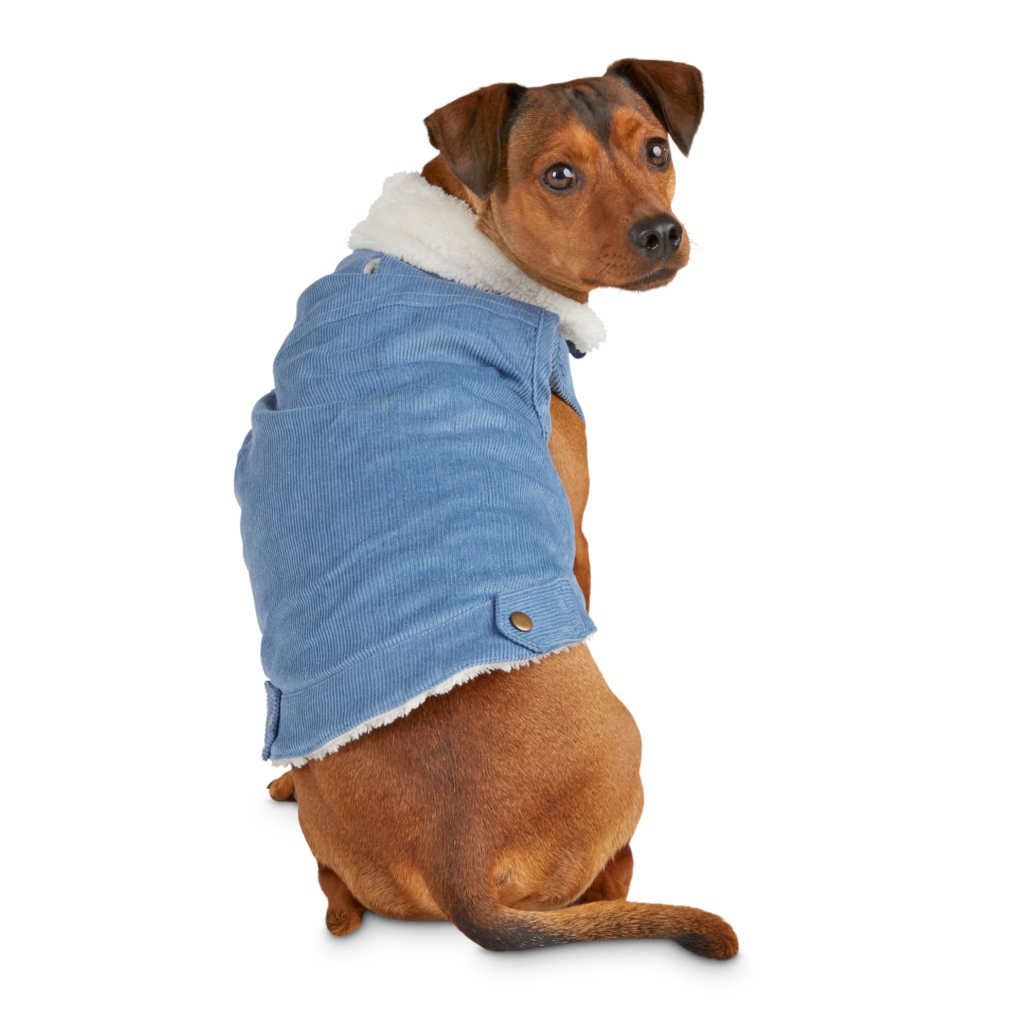 bond & co pet apparel