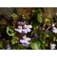 thumbnail image 1 of 100 KENILWORTH IVY (Ivy-Leaved Toadflax) Cymbalaria Muralis Vine Flower Seeds, 1 of 3
