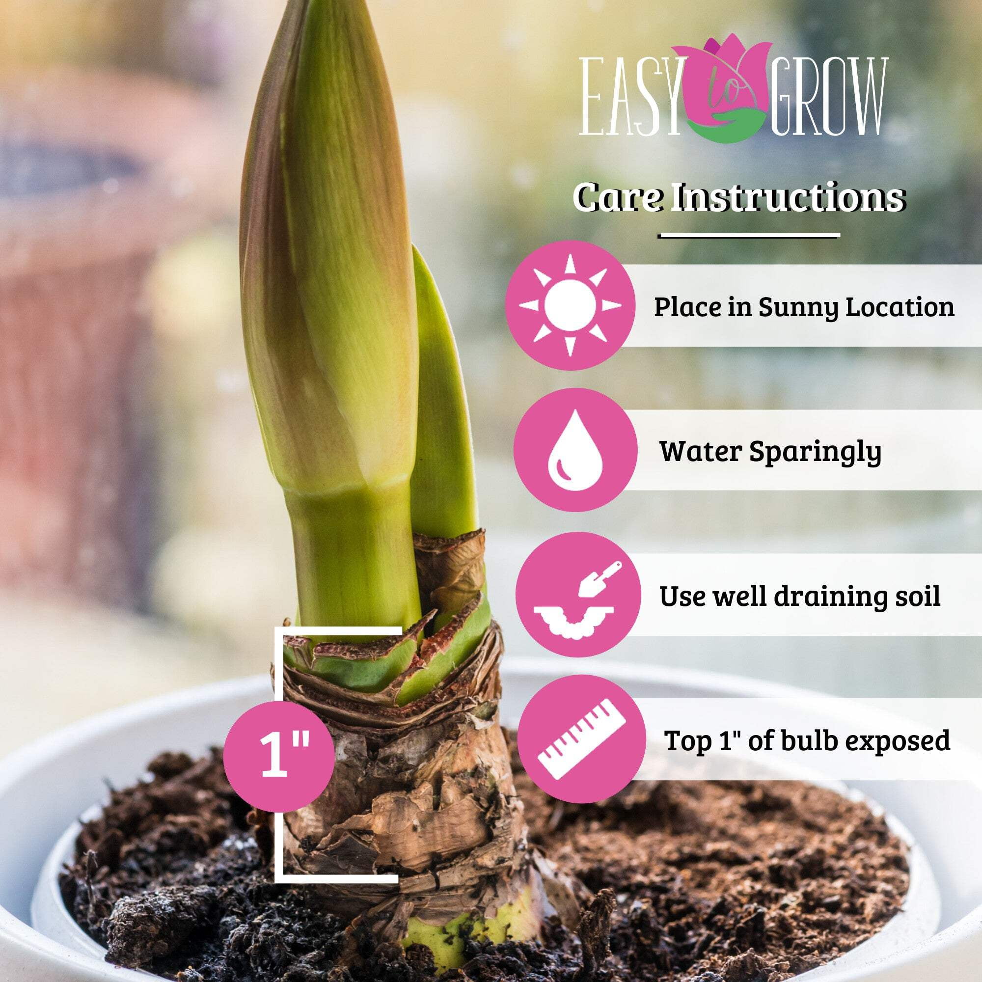 Easy to Grow Bulbs Amaryllis Gervase - Thumbnail 5