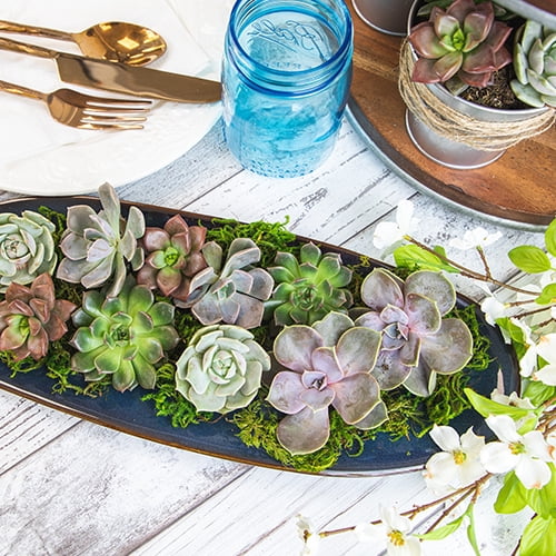 Altman Plants Bulk Succulent Plants (50PK) Live Plants - Small Real Succulents - 2 in Pots