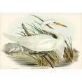 thumbnail image 2 of Gould, John 14x11 Black Modern Framed Museum Art Print Titled - Plumed Egret-Herodias plumiferus, 2 of 4