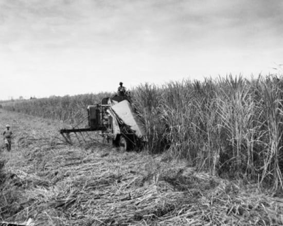 Farmers Harvesting