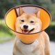 thumbnail image 1 of Cono para perros UBIUO, collar de recuperación ajustable y cómodo para mascotas, collar protector posoperatorio, collares E de plástico con borde seguro para perros y gatos (A5-O), 1 of 5