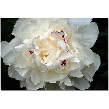 12th Anniversary  Flower and Meaning  Anniversary  Gifts  By 