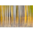thumbnail image 2 of Jones, Adam 18x13 Black Ornate Wood Framed with Double Matting Museum Art Print Titled - Abstract motion blur on grove of aspen trees-Grand Teton National Park-Wyoming, 2 of 4