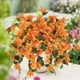 thumbnail image 5 of Ramas Artificiales de Buganvilla | Flores Amarillas Artificiales Hechas a Mano | Decoración para El Hogar | 75 X 10 Cm | Plástico | 1 Unidad, 5 of 7