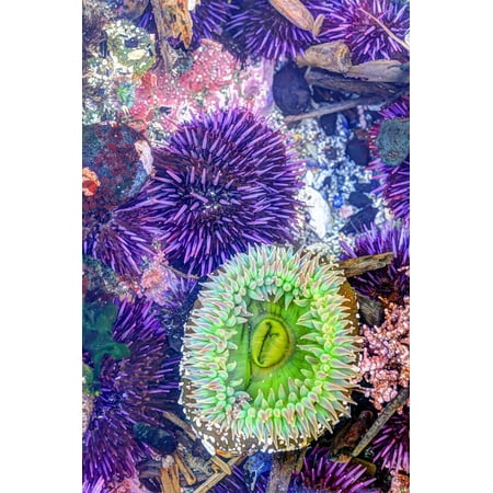 Low Tide, Intertidal Zone with Green Anemone, Purple Sea Urchins, and Coralline Algae, Entrance of Print Wall Art By Stuart (Best Way To Grow Coralline Algae)