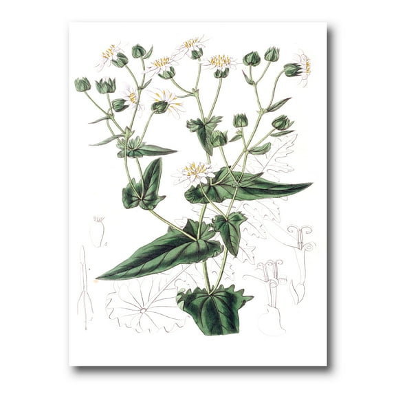 Designart ' Ancient Plant Life XXII ' Traditional Canvas Wall Art Print