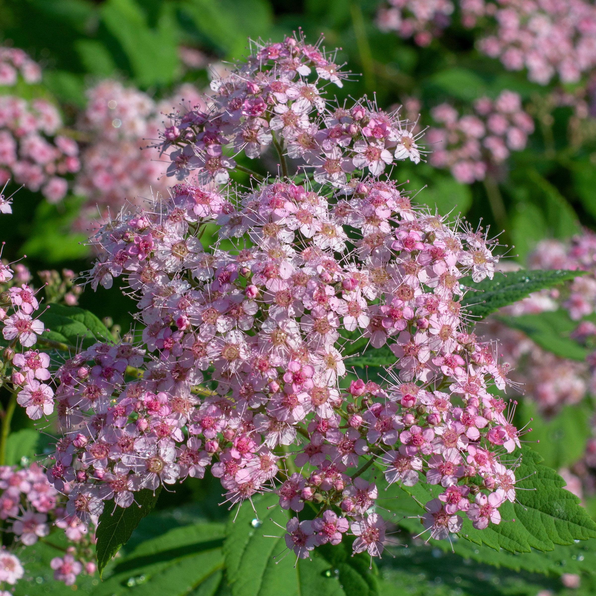 National Plant Network 3 gal. Spirea Little Princess Shrub
