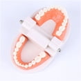 thumbnail image 4 of QJUHUNG Montessori Educational Toys For Children Early Learning  Intelligence Brushing Tooth Teaching Aids Simulated Practical LifeT Eaching Aids Tooth Practice Life Skill Toys, 4 of 7