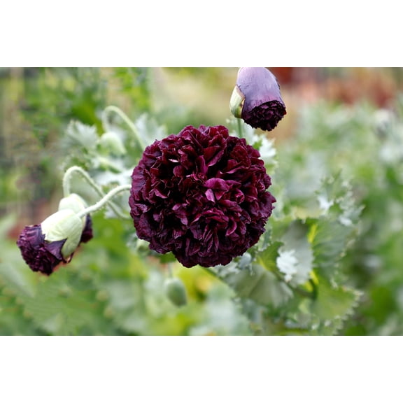 Seedville 250 Black Peony Poppy Flower Seeds